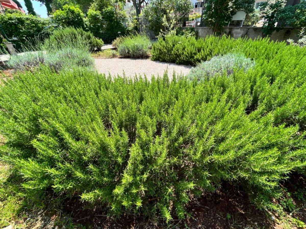 זאדאר Lemon Tree Apartments מראה חיצוני תמונה
